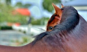 Voeding bij (sport)paarden met spierproblemen _header