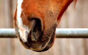 Paardenarts.nlk-influenza