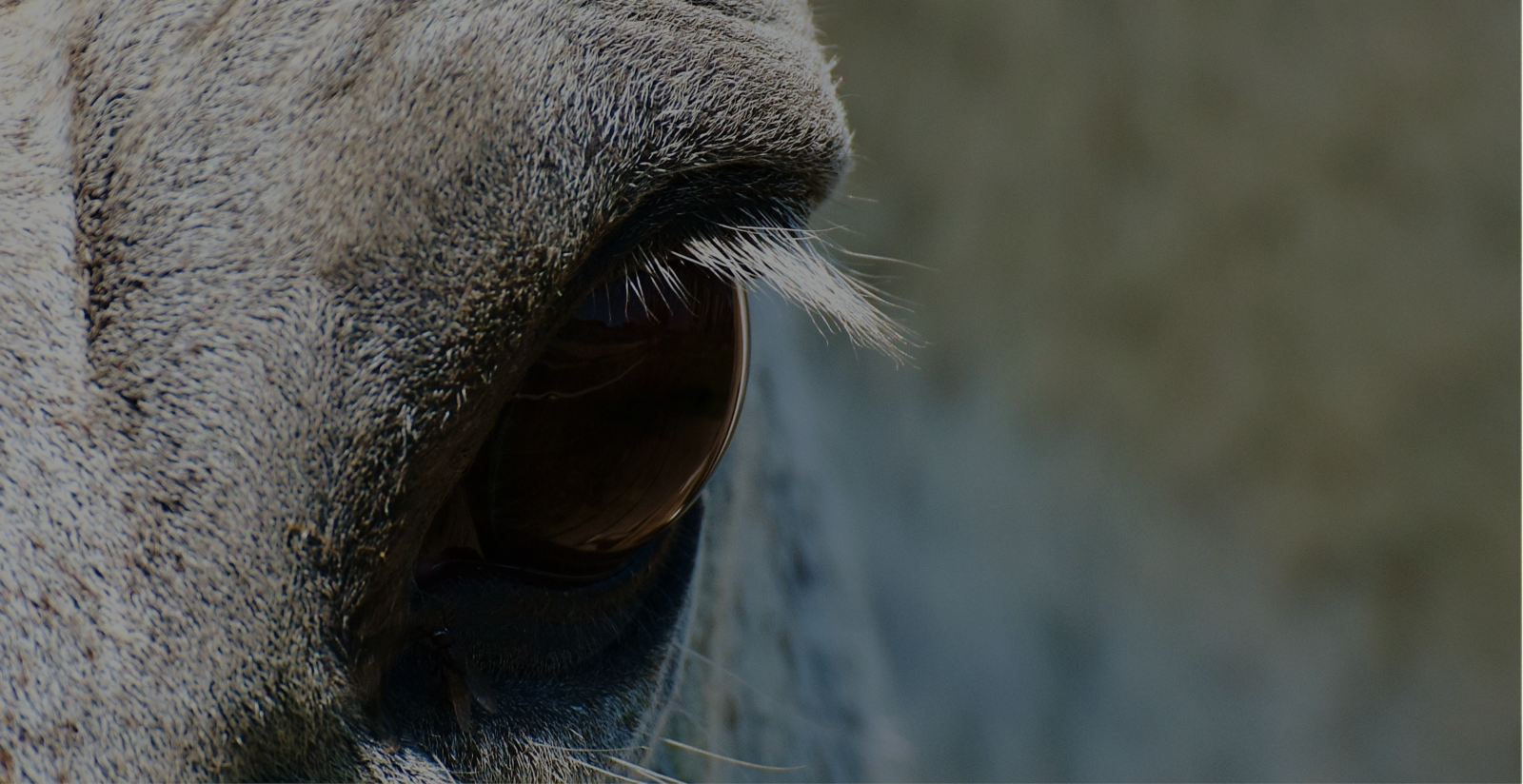 Paardenarts.nl - Equine Influenza header