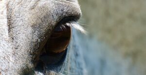 Paardenarts.nl - Equine influenza header 1b