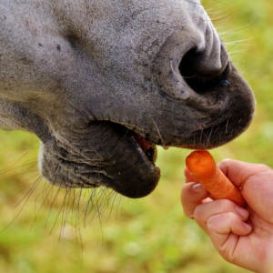 Voedingssupplementen voor paarden (deel 1) | Hoe kies je een passend supplement?