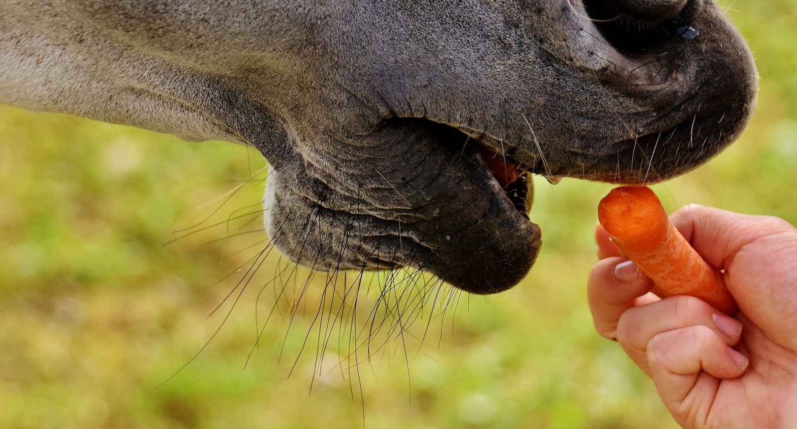 paardenarts.nl - voedingssupplementen voor paarden - keuze