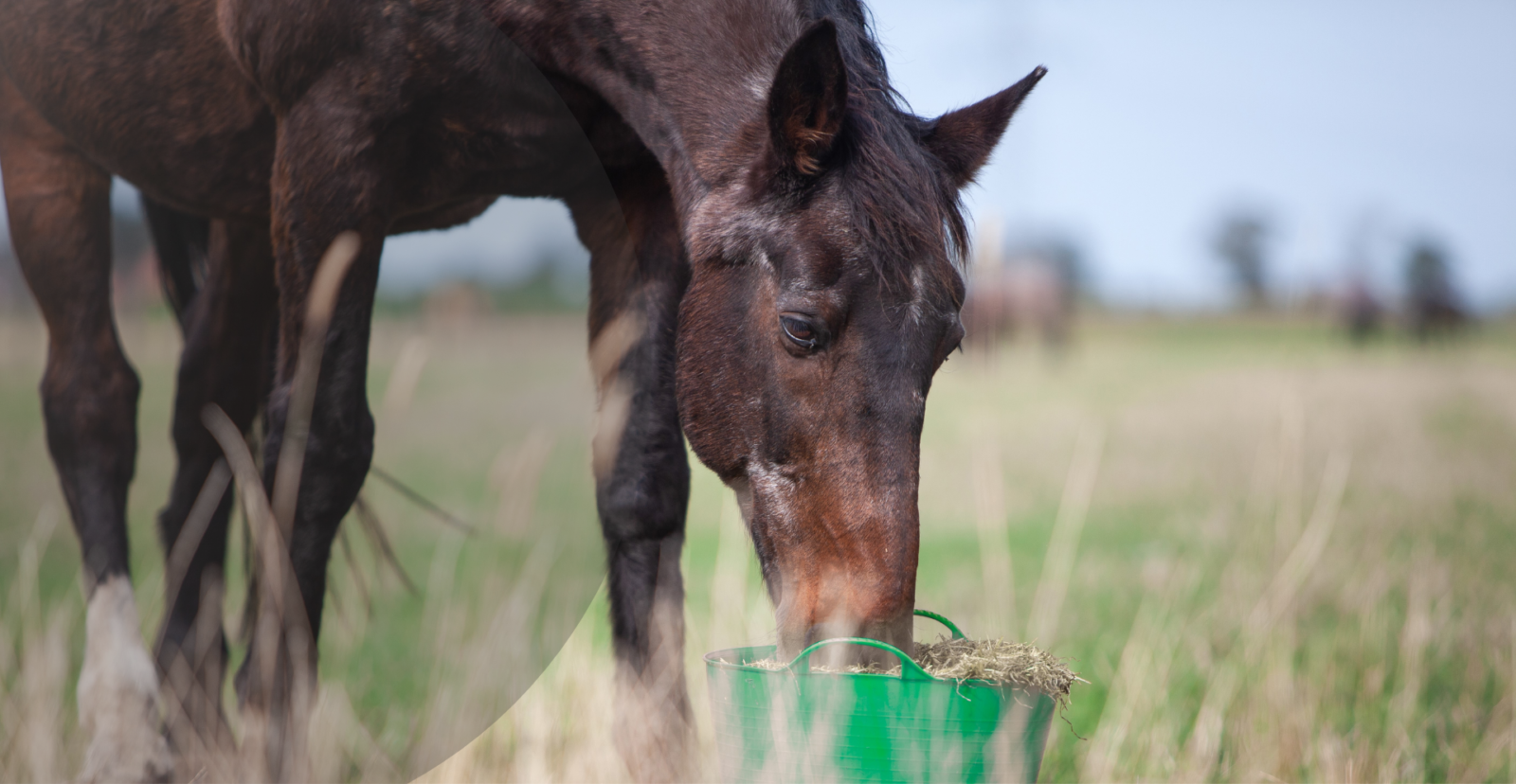 Hartog 5 Star Complete Senior - uniek ruwvoer ouder paard