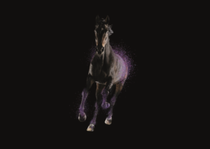 Stamceltherapie bij paarden met artrose - Boehringer Ingelheim - Paardenarts.nl