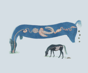 Paardenarts.nl - Bonpard paardenvoeding uitgelicht weerstand paard (door M. Felius)