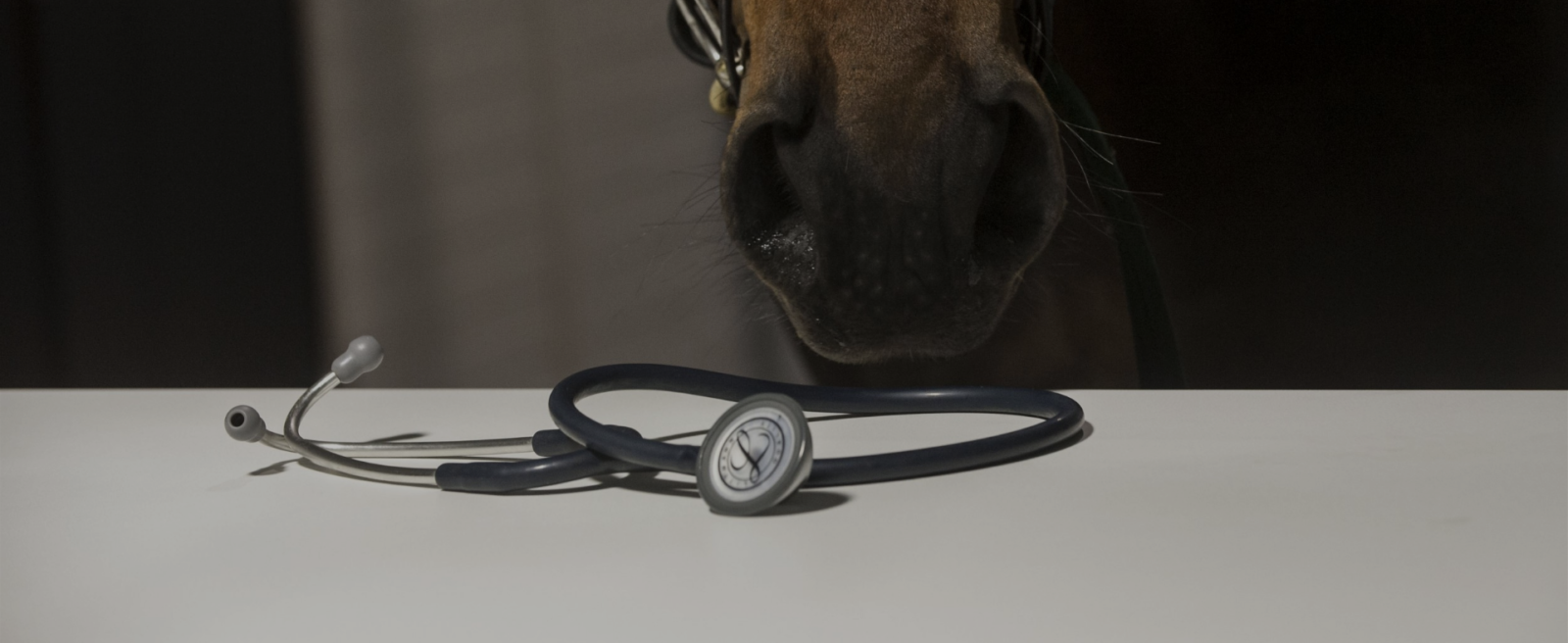 Paardenarts.nl - diagnostiek luchtwegproblemen bij paarden - paard met stethoscoop