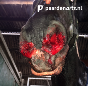 Paardenarts.nl - Luchtwegproblemen paard - Afb 9 bloedneus (foto Thibault Frippiat)_.jpg