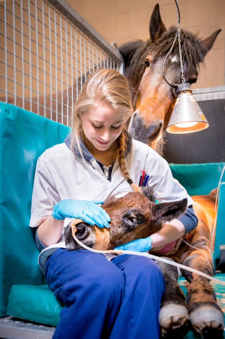 Vrienden Diergeneeskunde – De Veulenbrigade