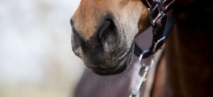 Paardenarts.nl - paardenastma (equine asthma) - Thibault Frippiat header2