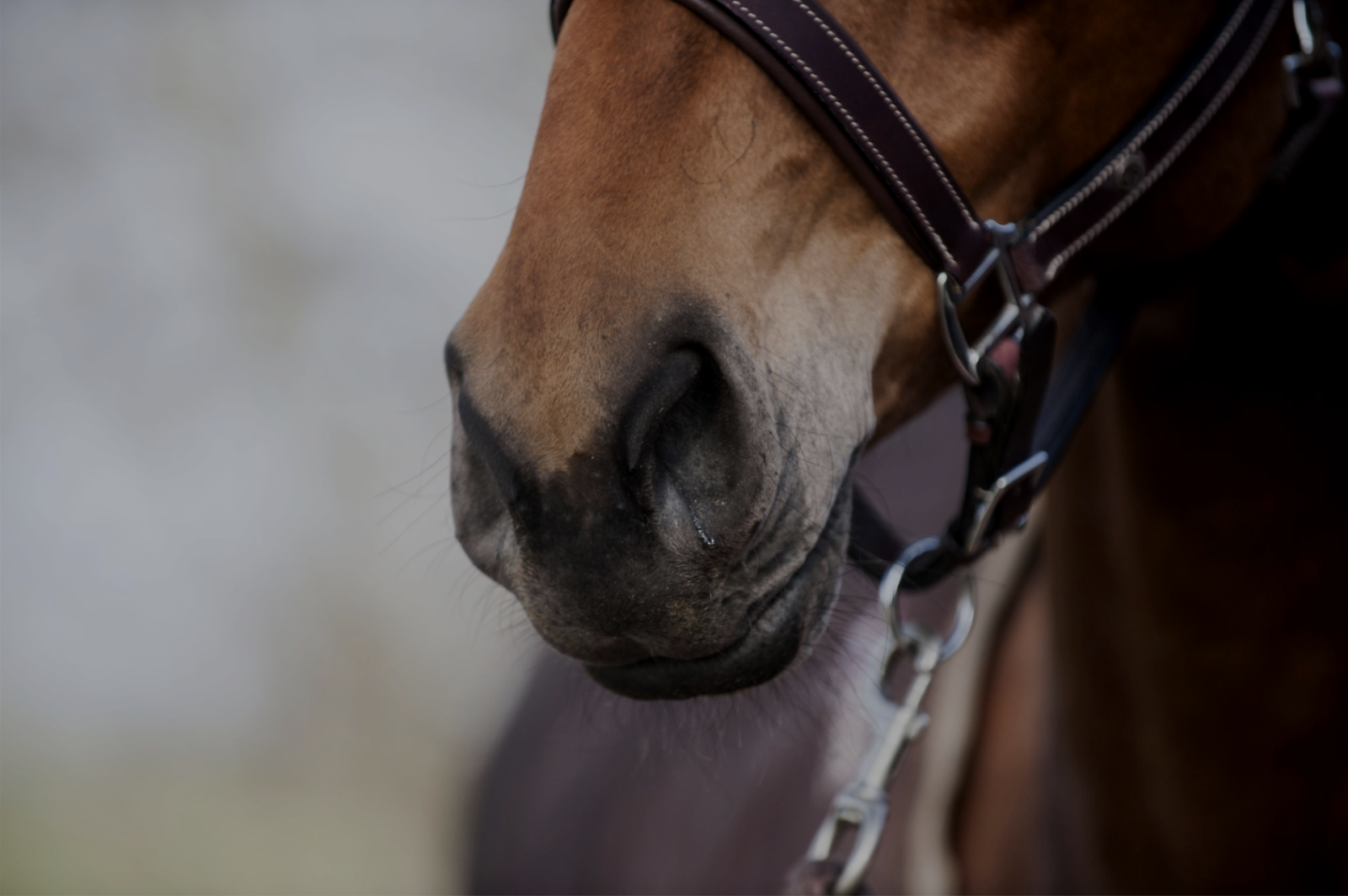 Paardenarts.nl - paardenastma (equine asthma) - Thibault Frippiat header