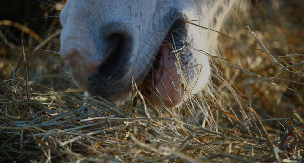 Paardenarts.nl - keuze ruwvoeranalyse voor paarden