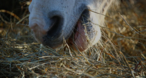 Paardenarts.nl - keuze ruwvoeranalyse voor paarden