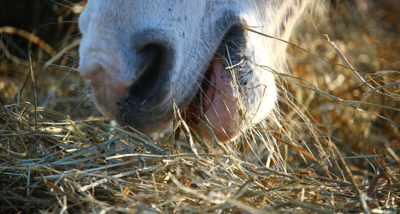 Paardenarts.nl - Ruwvoeranalyse voor paarden _Dumea Agro