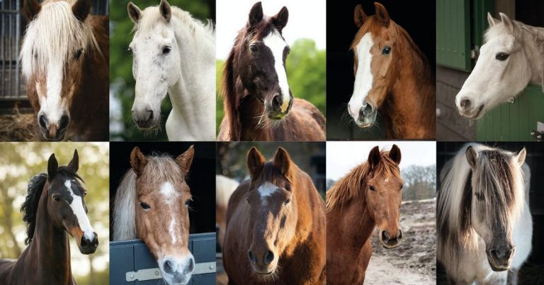 Het belang van het leren herkennen van gezichtsuitdrukkingen van paarden en ezels
