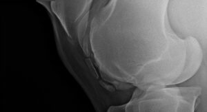 Paardenarts.nl - Röntgenologie bij paarden - M. van Waart - knie paard header