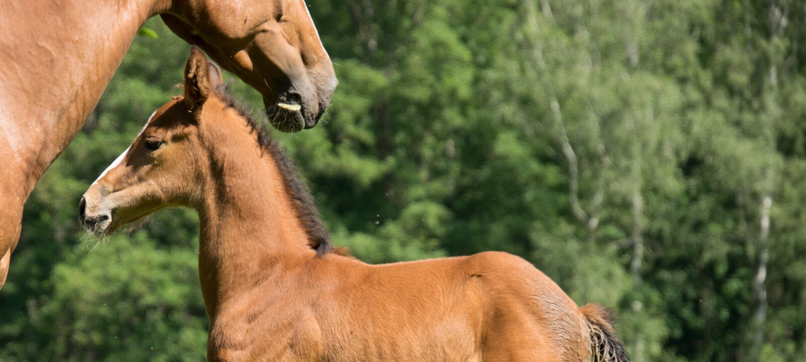 Paardenarts.nl - Rubriek Voortplanting header