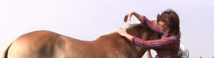 Paardenarts.nl - rubriek Gewicht en Conditie - BCS de nek beoordelen