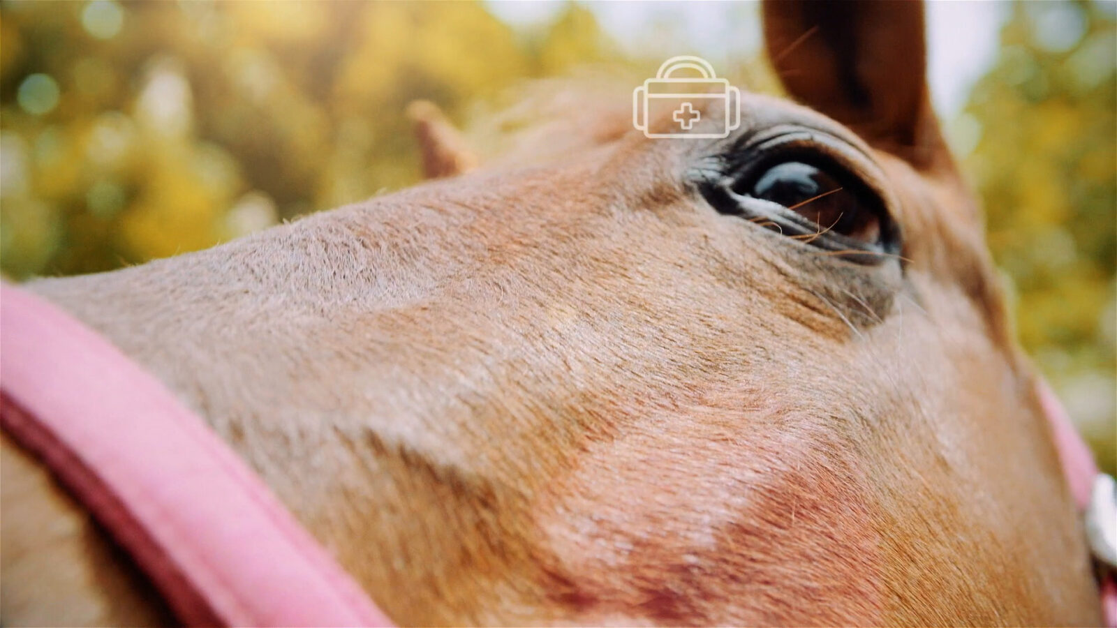 Paardenarts.nl - Horse Health Today