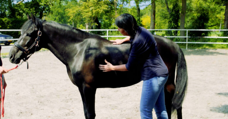 Is een paard met een ronde buik te dik?