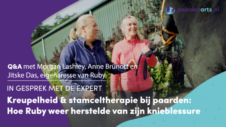 Kreupelheid &#038; stamceltherapie bij paarden: Hoe Ruby weer herstelde van zijn knieblessure