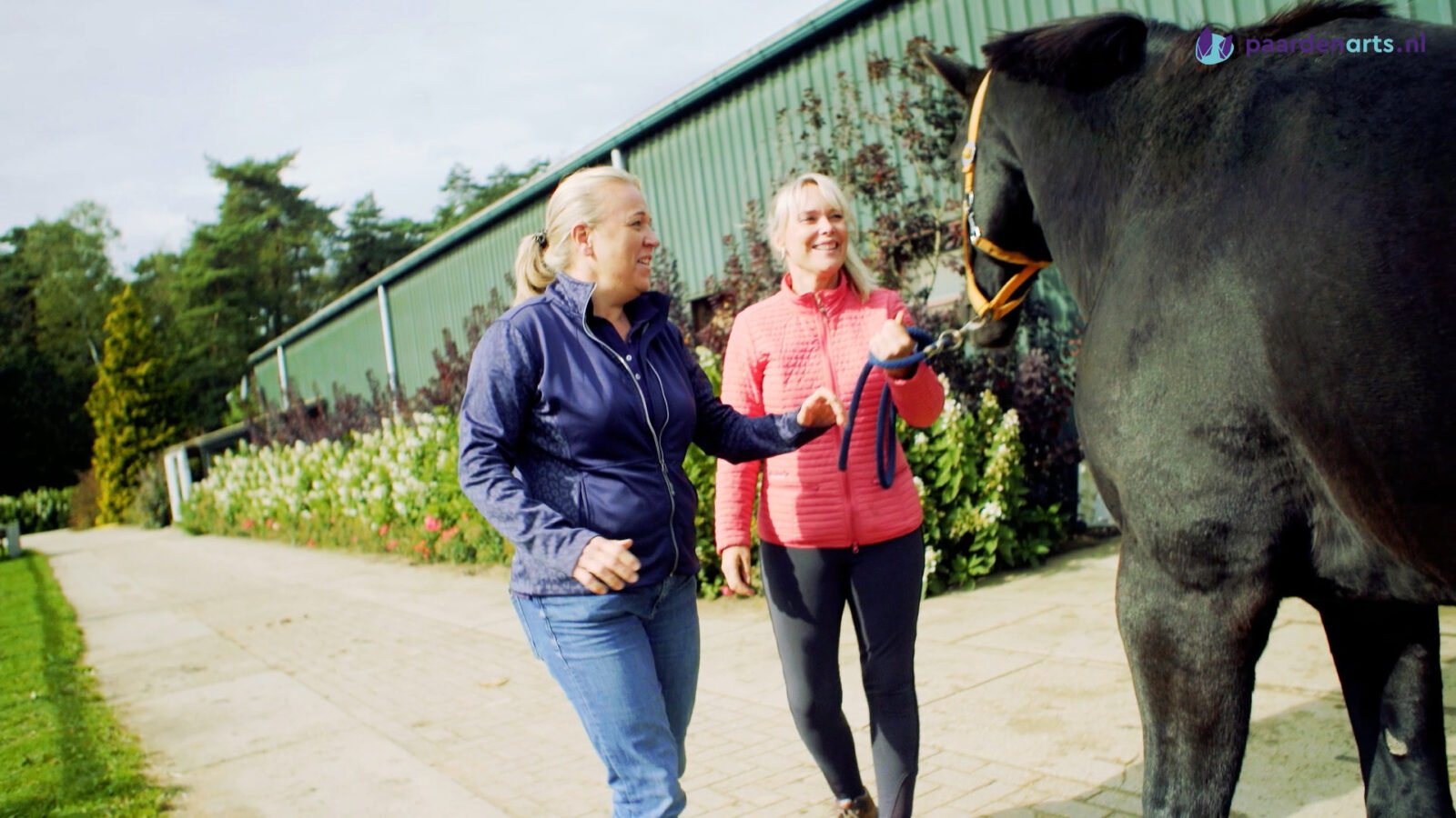 Paardenarts.nl- kreupelheid stamceltherapie-Deel 1- Kennismaking Anne met paard en eigenaar