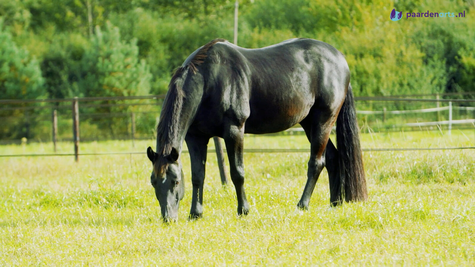 Paardenarts.nl - kreupelheid stamceltherapie - Deel 2 - Paard in de wei