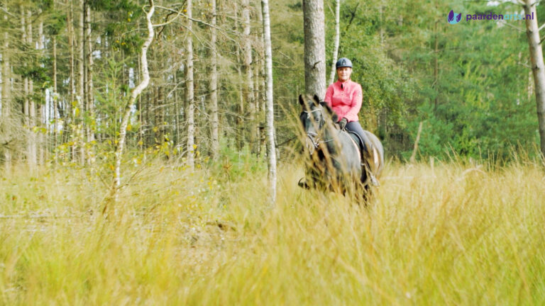 Kreupelheid &#038; stamceltherapie bij paarden, herstel knieblessure Ruby (deel 2) &#8211; Q&#038;A met eigenaresse