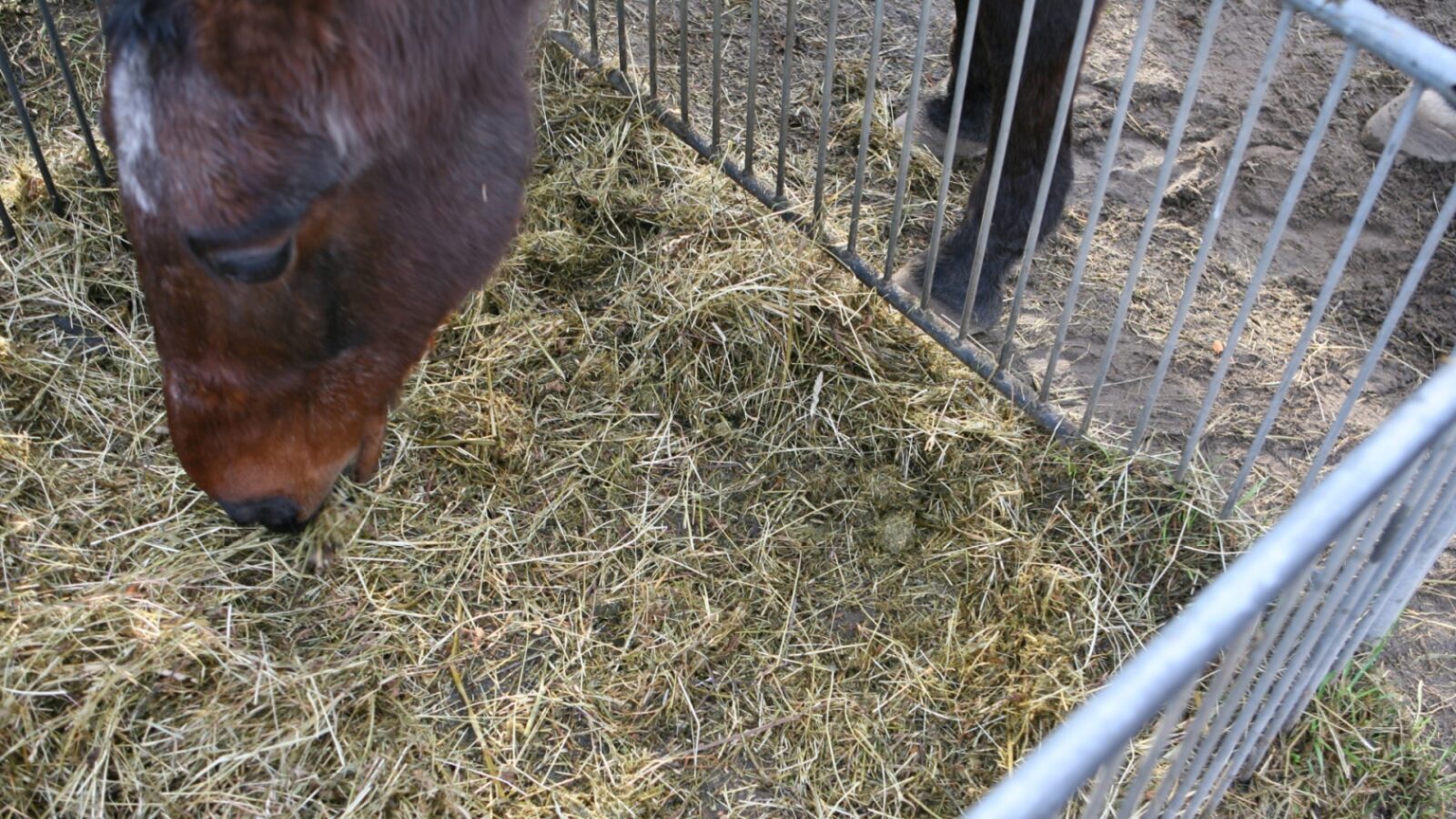 paardenarts.nl - voerproppen maken - gebitsproblemen-koliek-slokdarmverstopping