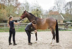 Crimpenerwaert Dierenartsen kliniekprofiel2