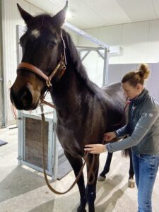 Paardenarts.nl - Paardengebitdierenarts Sanne Journee profiel (2)