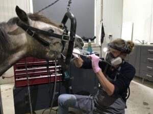 Paardenarts.nl - Paardengebitdierenarts Sanne Journee profiel