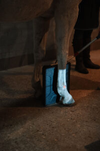 Paardenarts.nl Finder_Paardenpraktijk West-Brabant (8)