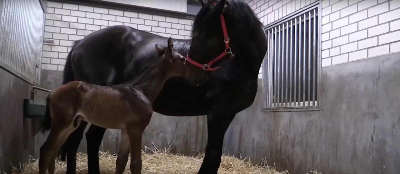 Paardenarts.nl - moederloze veulens en pleegmerries - video shot 2