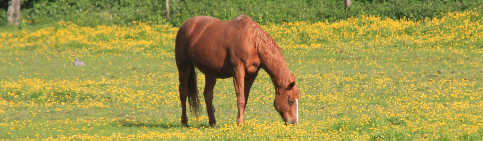 Paardenarts.nl-banner-zomer-paard in de weide-bijgesneden