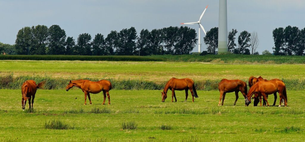 Paardenarts.nl rubriek luchtwegproblemen bij paarden header
