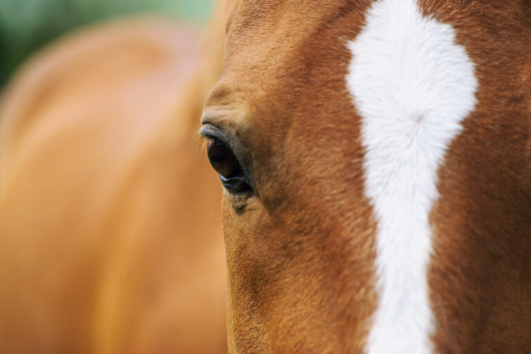 Preventie van Equine Influenza