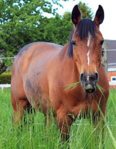 Een dikke buik bij je paard; grasbuik of overgewicht?
