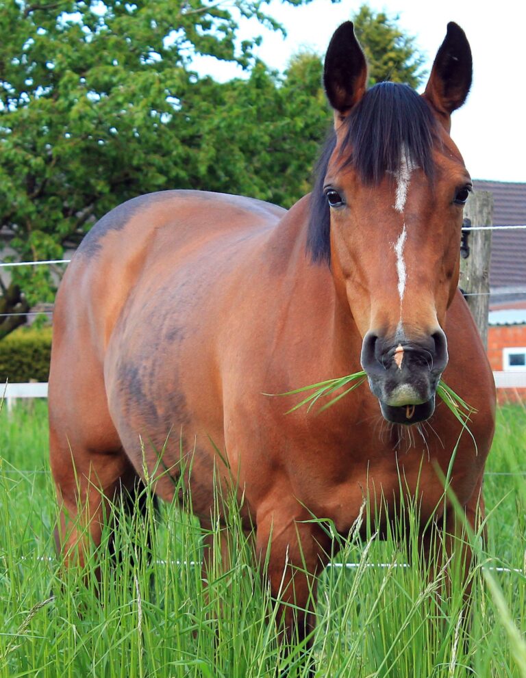 Een dikke buik bij je paard; grasbuik of overgewicht?