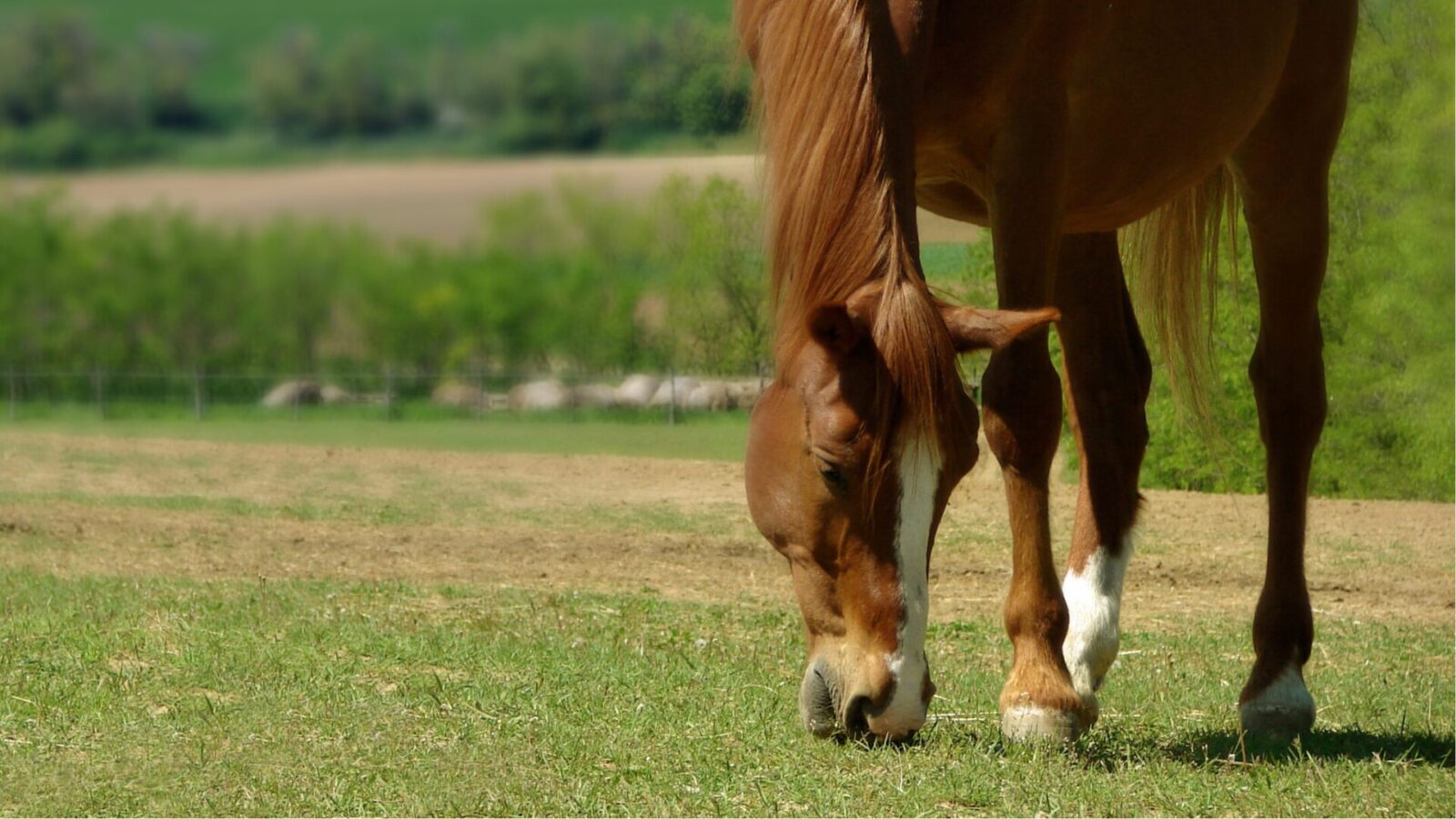 Paardenarts.nl weidegang paarden - droogte geeft suikerrijk gras (header)