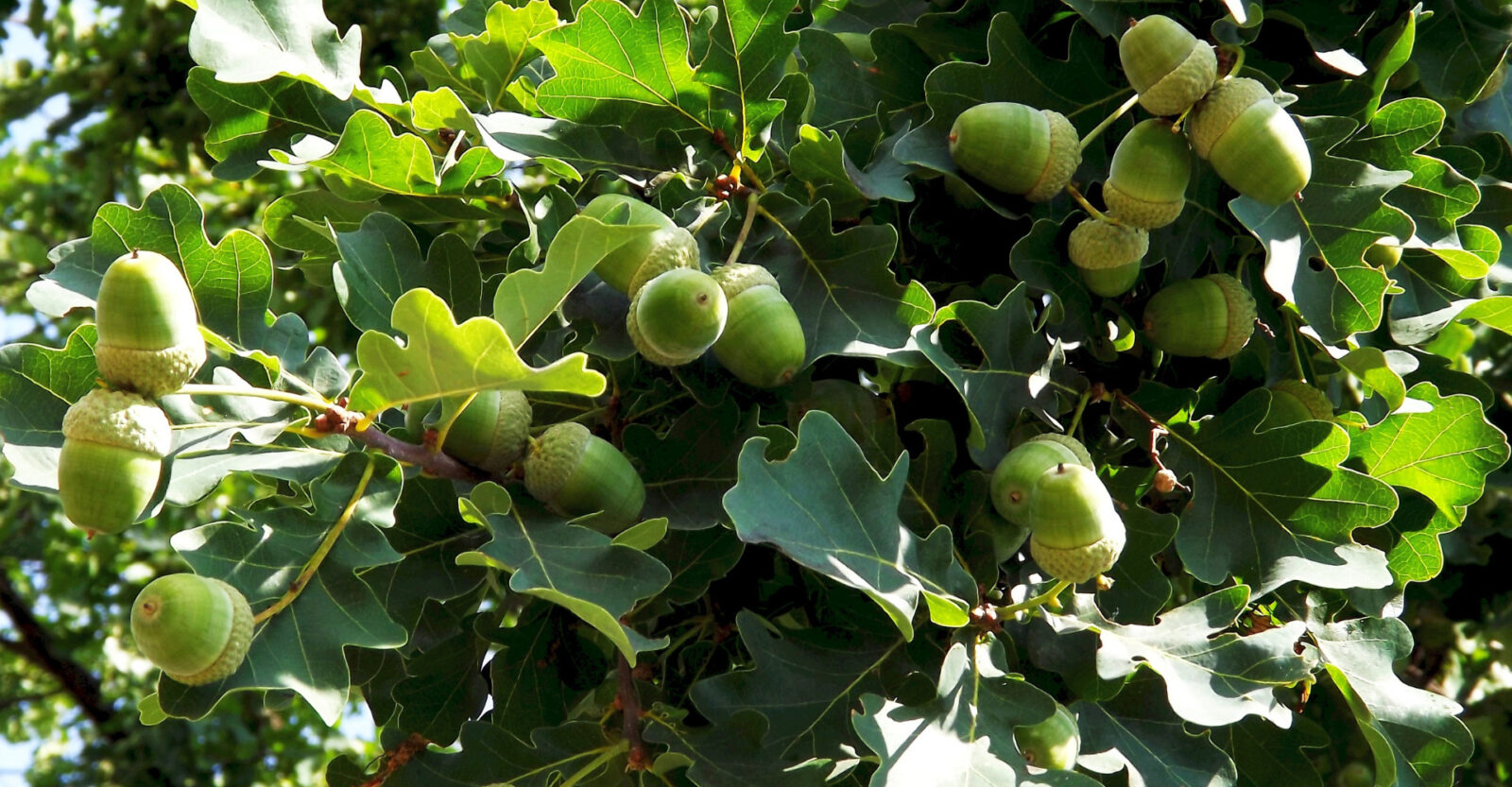 Paardenarts.nl - groene eikels - risico eikelvergiftiging bij paarden