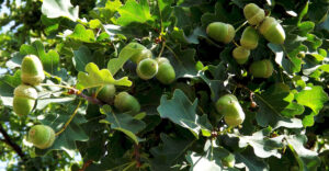 Paardenarts.nl - groene eikels - risico eikelvergiftiging bij paarden