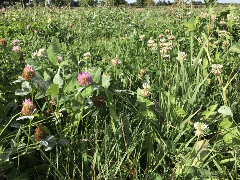Risico van klaver voor paarden