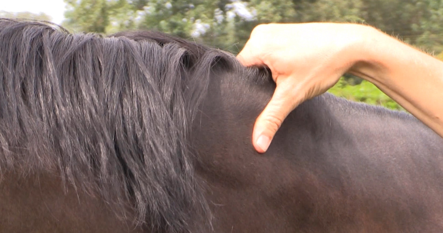 Paardenarts.nl - paardenvoeding - BCS locatie check de nek