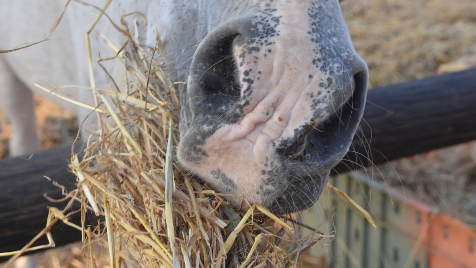 Paardenarts.nl - Paardenvoeding - Welke kwaliteit ruwvoer heeft jouw paard nodig - header