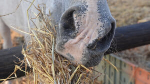 Paardenarts.nl - Paardenvoeding - Welke kwaliteit ruwvoer heeft jouw paard nodig - header