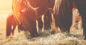 Paardenarts.nl - Paardenvoeding- Shortread Voerovergang - Tips voor een gezonde verandering van voer - Header