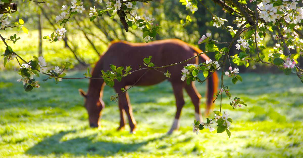 Paardenarts.nl Paardenvoeding - tips voorjaar en weidegang - header