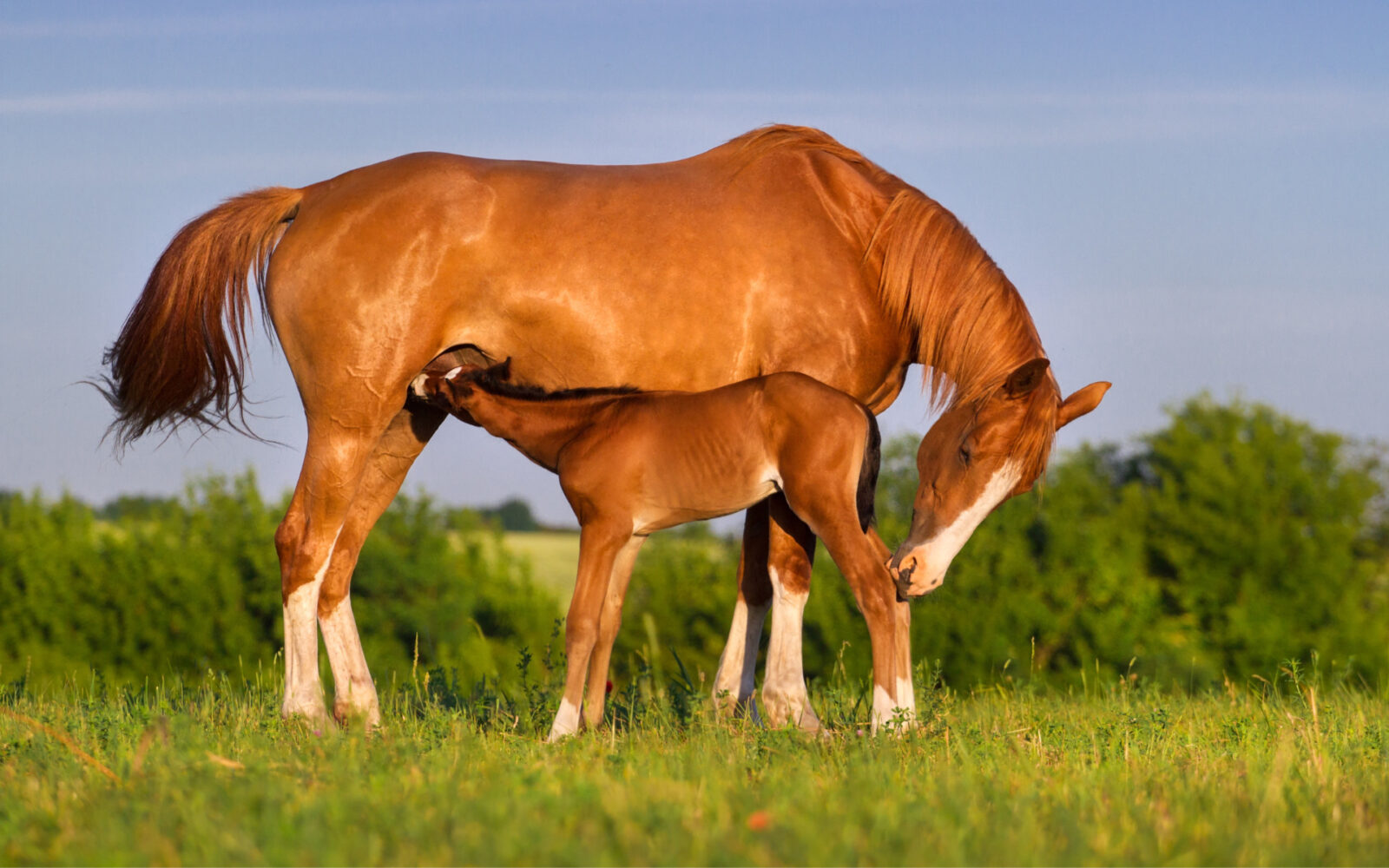 Paardenarts.nl - Merrie voeding, dracht - melkproductie