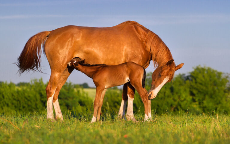 Van einde dracht naar melkproductie – voer je merrie goed!