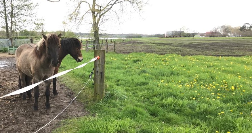 Paardenarts.nl - tip voorjaarsgras en hooi Anneke Hallebeek header